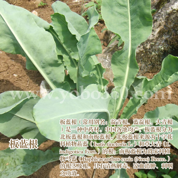 板蓝根最新价格行情揭秘，重磅更新，你必须知道！