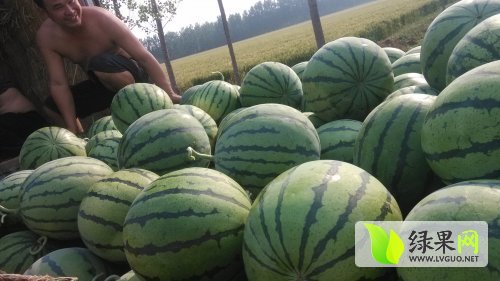 西瓜最新行情深度论述与分析