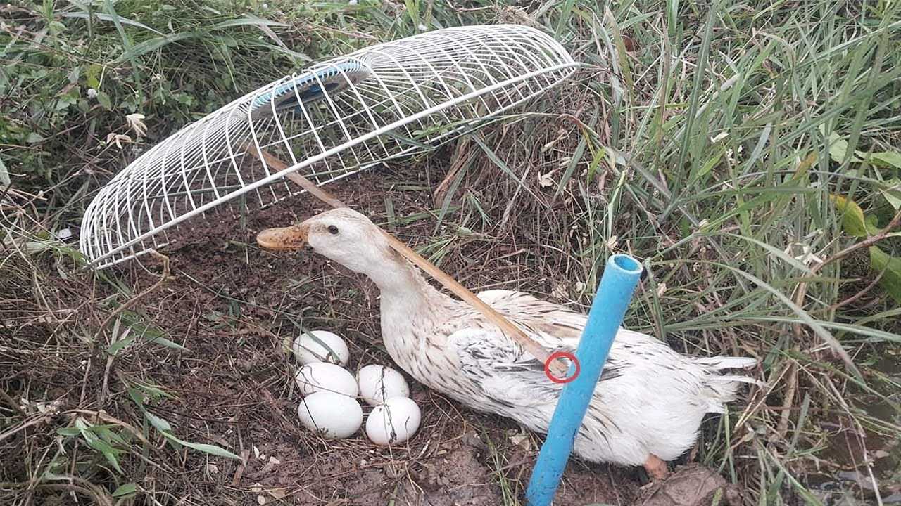 老鸭窝最新网址导航，探索前沿资源的门户