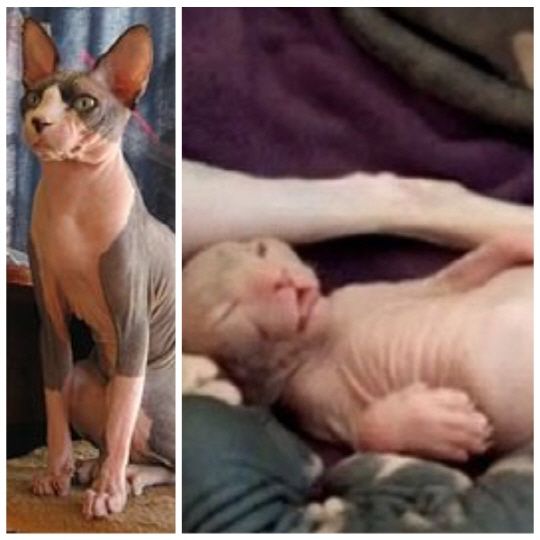 猫咪社区最新版，猫趣日常与暖心友情的聚集地