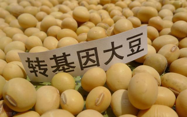 美国大豆最新动态更新