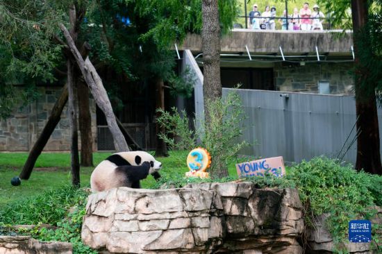 美国首都华盛顿隆重迎接熊猫，变化、自信与成就感的鼓舞之旅