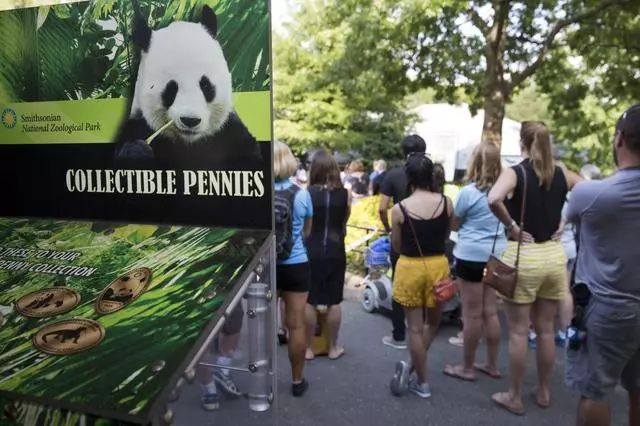 美国首都华盛顿隆重迎接熊猫，自然美景的探索之旅启动