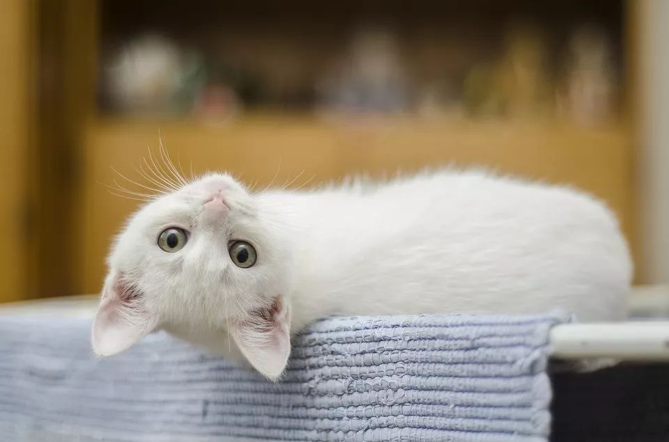 猫咪最新永久在线网站,猫咪最新永久在线网站，一场自然美景的心灵之旅