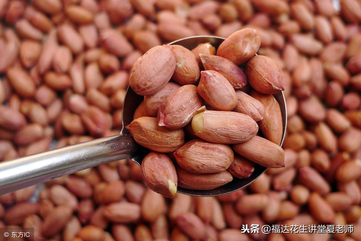 山东花生价格最新动态更新