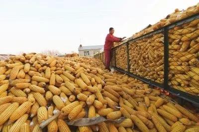 玉米最新价格走势图，科技重塑农业脉络的奥秘揭秘