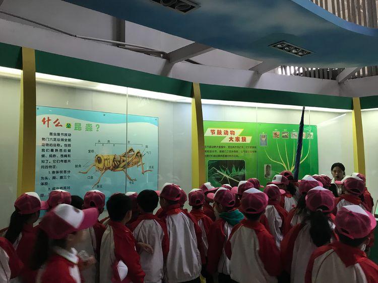 华为最新系统，与大自然共舞，奇妙之旅开启