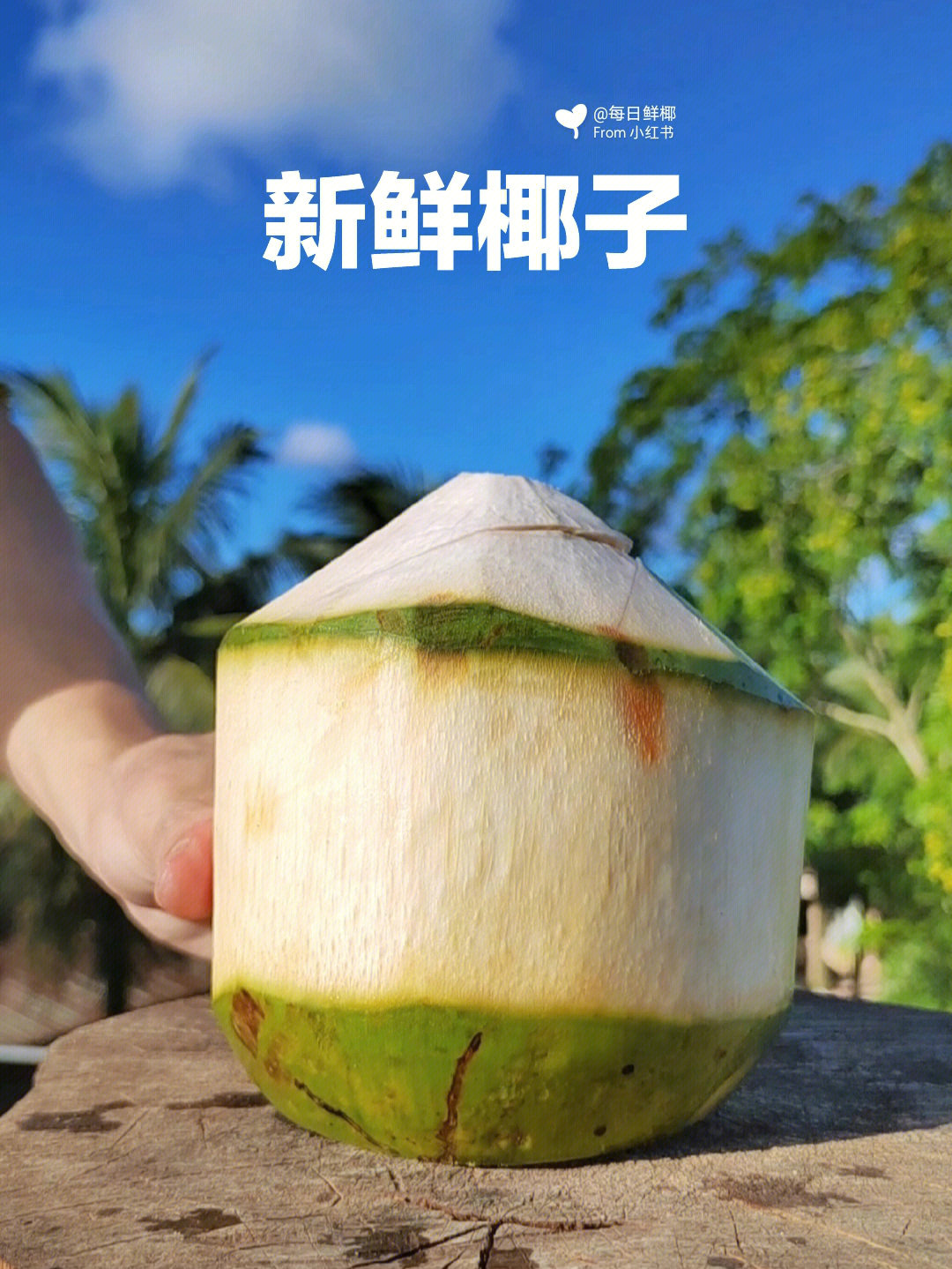 椰子最新款带你领略自然美景之旅