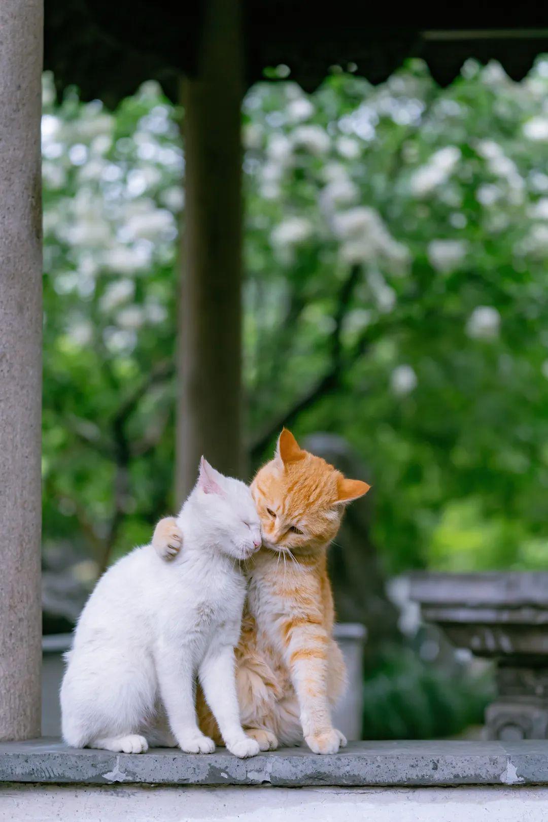 猫咪最新版下载，体验温馨猫趣的日常生活