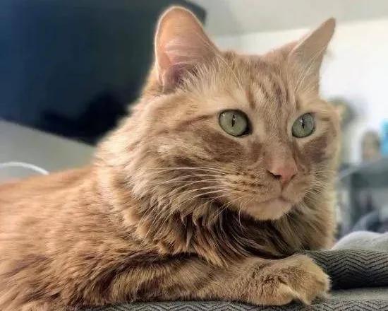 猫咪最新网，探索自然美景的治愈之旅，与猫咪共享温馨时光