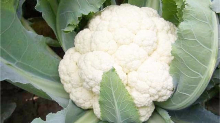 花菜价格实时更新，最新行情报告