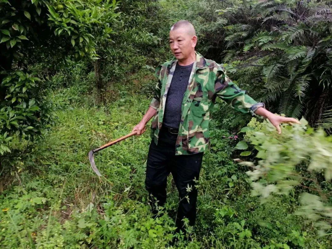 稻谷最新行情概览，一粒米的成长与励志之旅