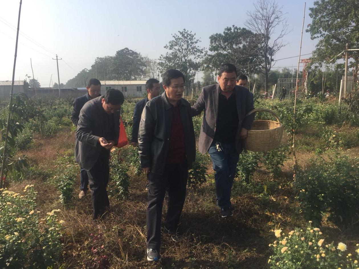 芹菜价格最新行情回顾与影响因素分析
