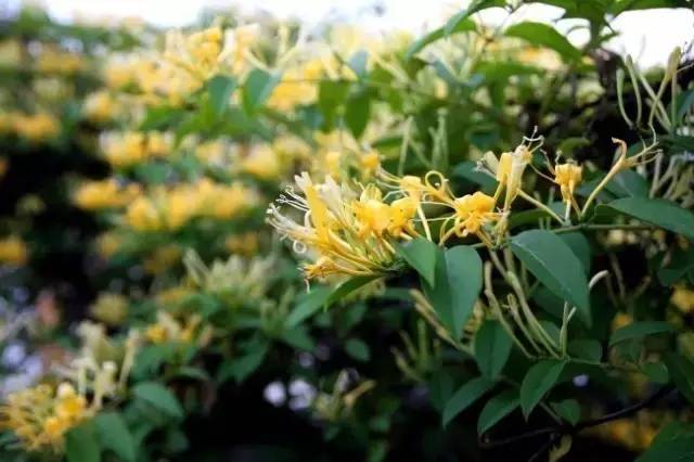 金银花最新价格深度解析，历史背景、重要事件与地位探讨