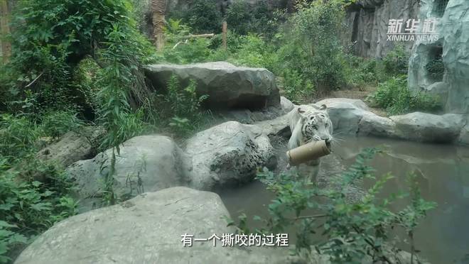 四虎最新网站，自然美景之旅，探寻内心平和宁静的启程
