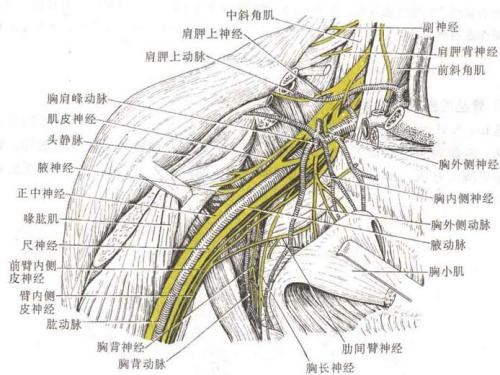 臂丛神经最新治疗方法,臂丛神经最新治疗方法