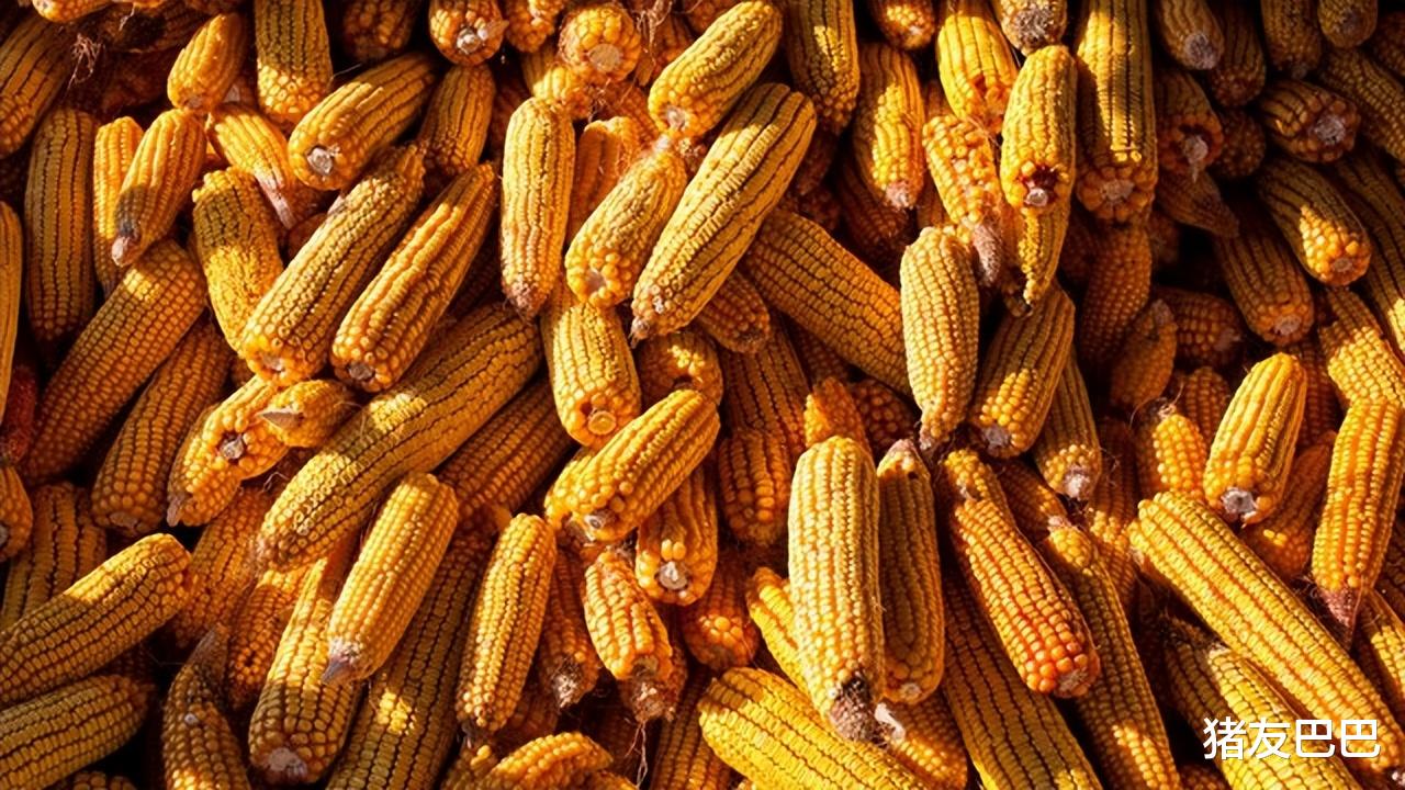 玉米最新动态更新🌽📣速递