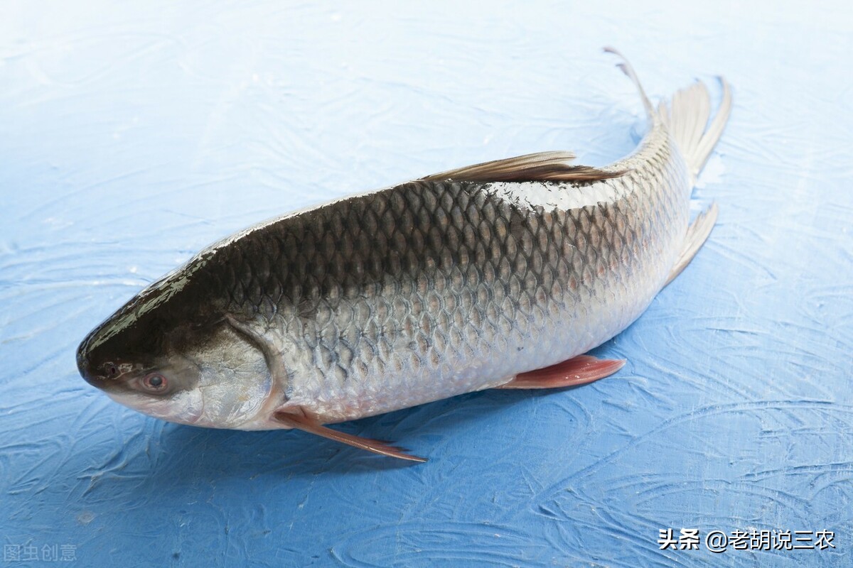 淡水鱼价格最新行情动态更新！