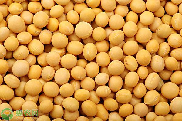 黄豆价格最新行情动态，洞悉豆类市场趋势