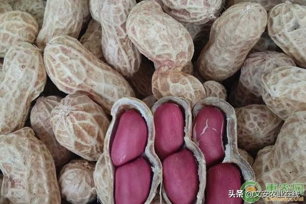 科技引领下的花生市场新纪元，今日花生最新价格概览