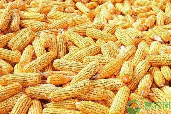 黑龙江玉米价格最新行情,黑龙江玉米价格最新行情分析