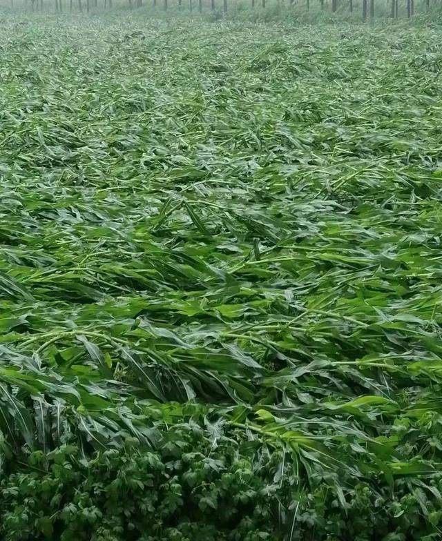 芽苗最新视频揭秘，背景、事件与深远影响