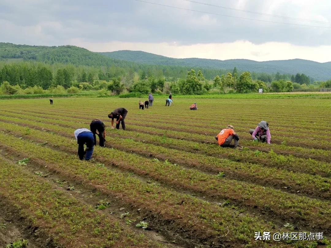 苍术最新价格，历史背景、重要事件与地位概述
