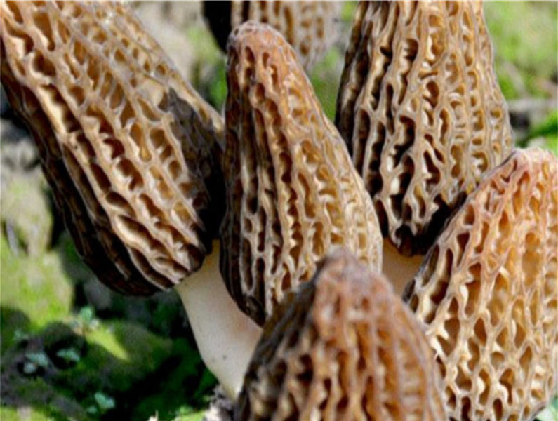 羊肚菌最新价格揭秘🍄