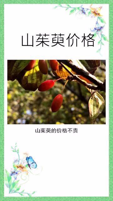 山茱萸最新行情，巷弄深处的惊喜宝藏