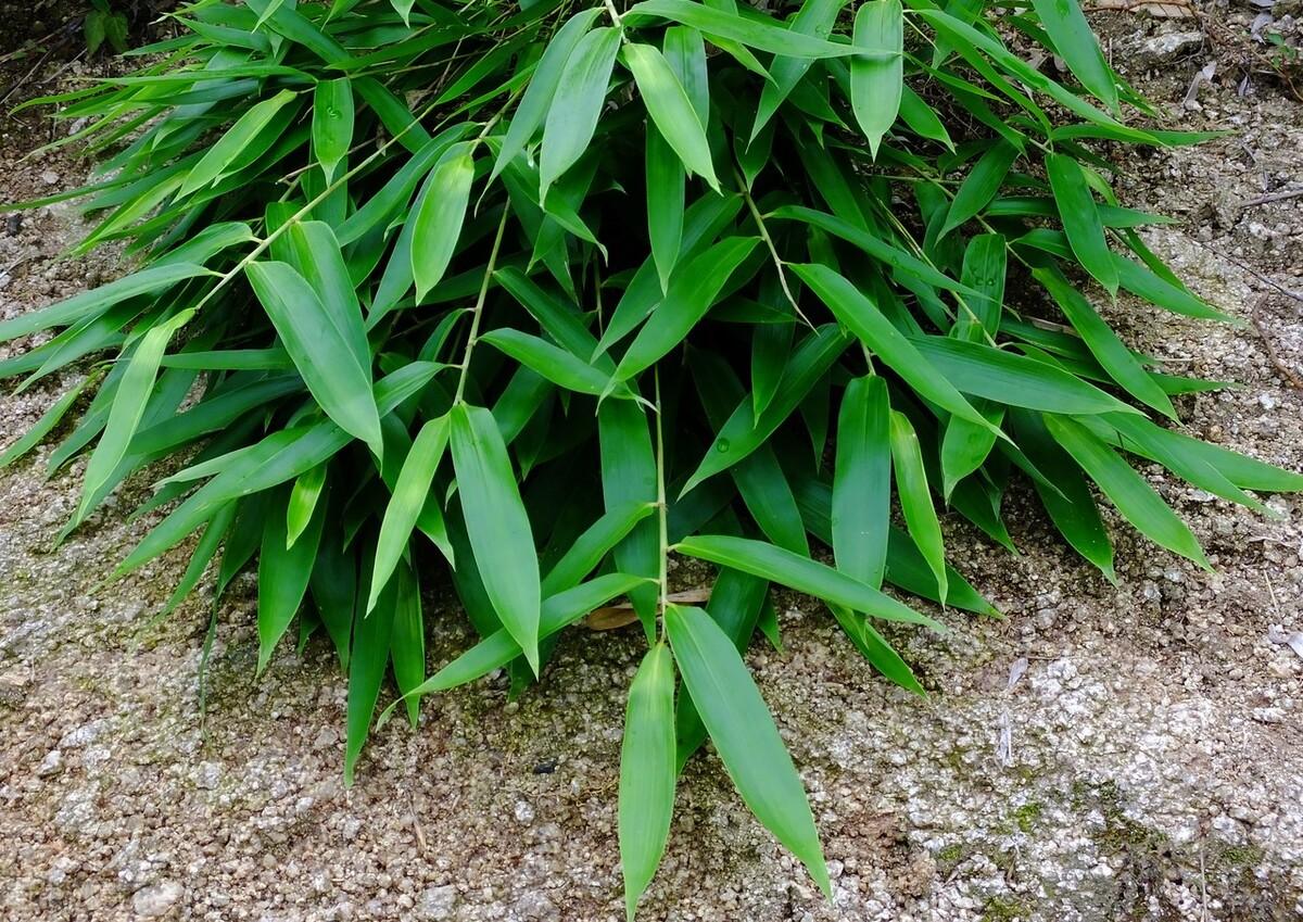 旱半夏最新价格及绿色旅行心得分享