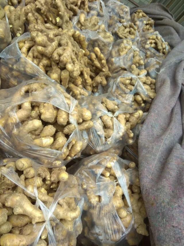 山东生姜价格最新动态更新