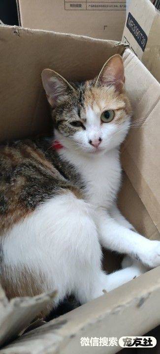 猫咪最新地址大揭秘，火热更新，不容错过！